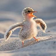 Cute little tern (Sternula albifrons / Sterna albifrons) chick on sandy beach calling in spring